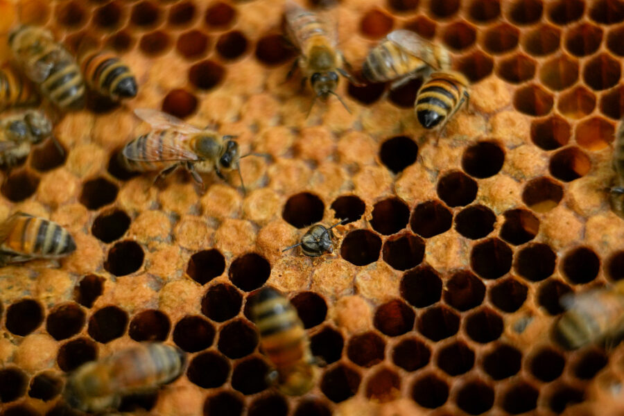 Honungsbin i bikupa.