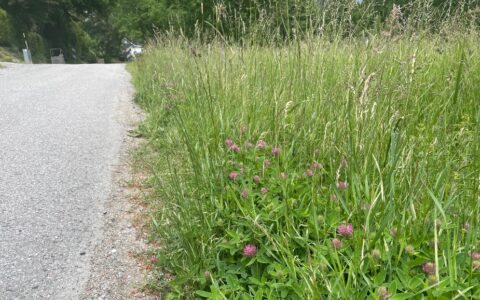 Vägren med rödklöver.