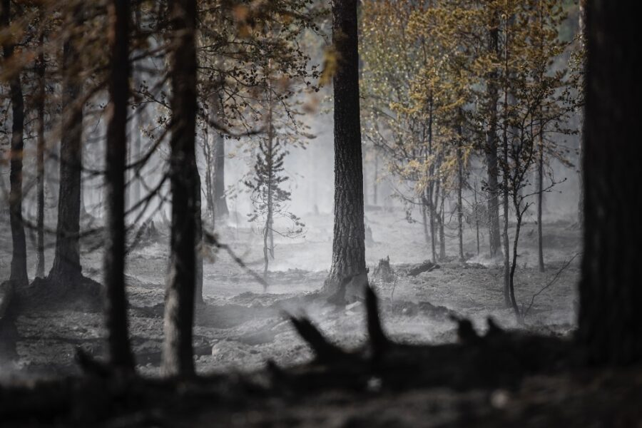 Spår efter skogsbrand med aska på marken.