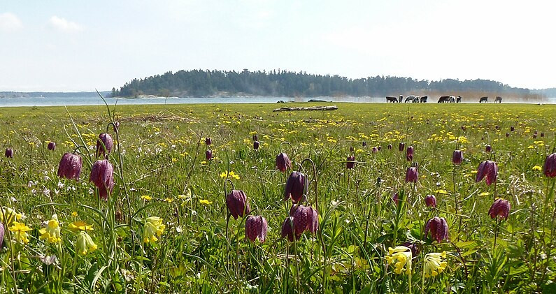 Havsstrandäng.