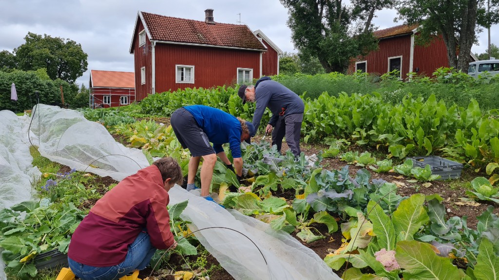 Människor i trädgårdsodling.