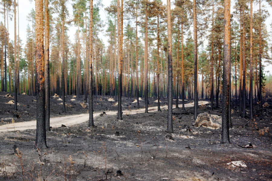 Bränd skog.