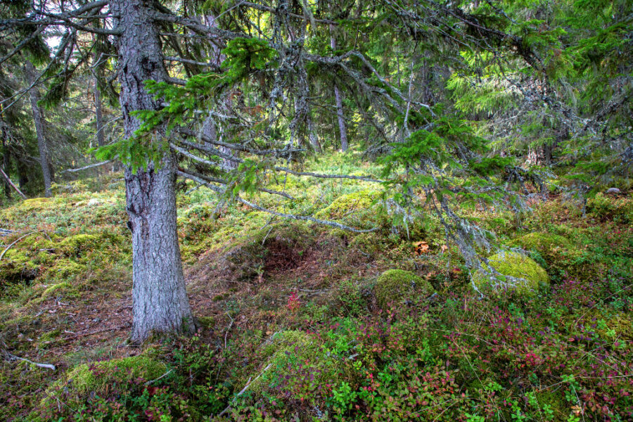 Naturskog.