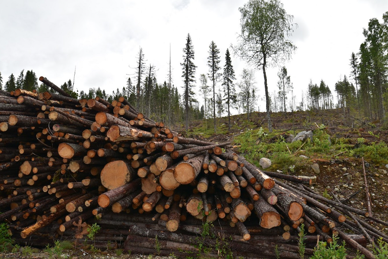 Fälld skog.