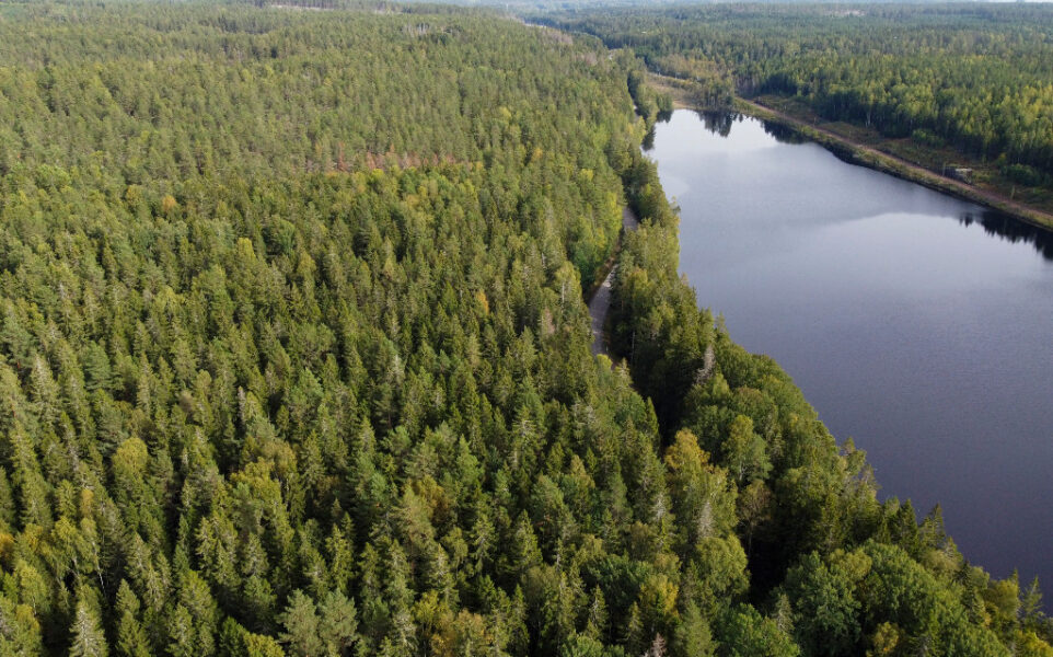 Skog vid vatten.