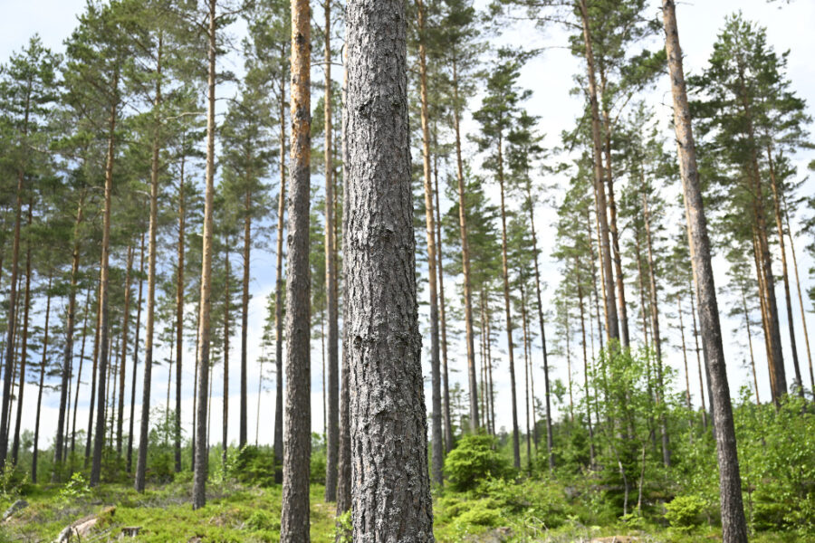 Skog.