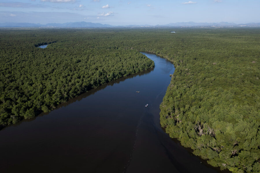 Mangrove vid flod.