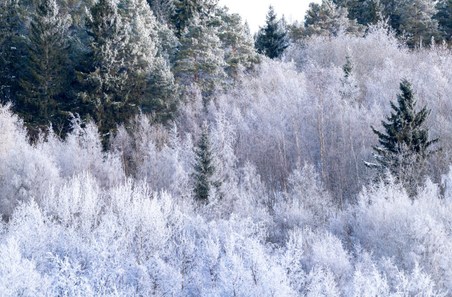 Skog i frost.