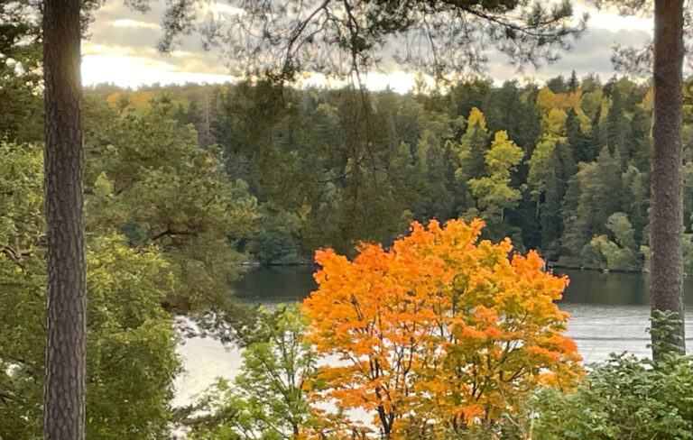 Orange lönn, tallar.