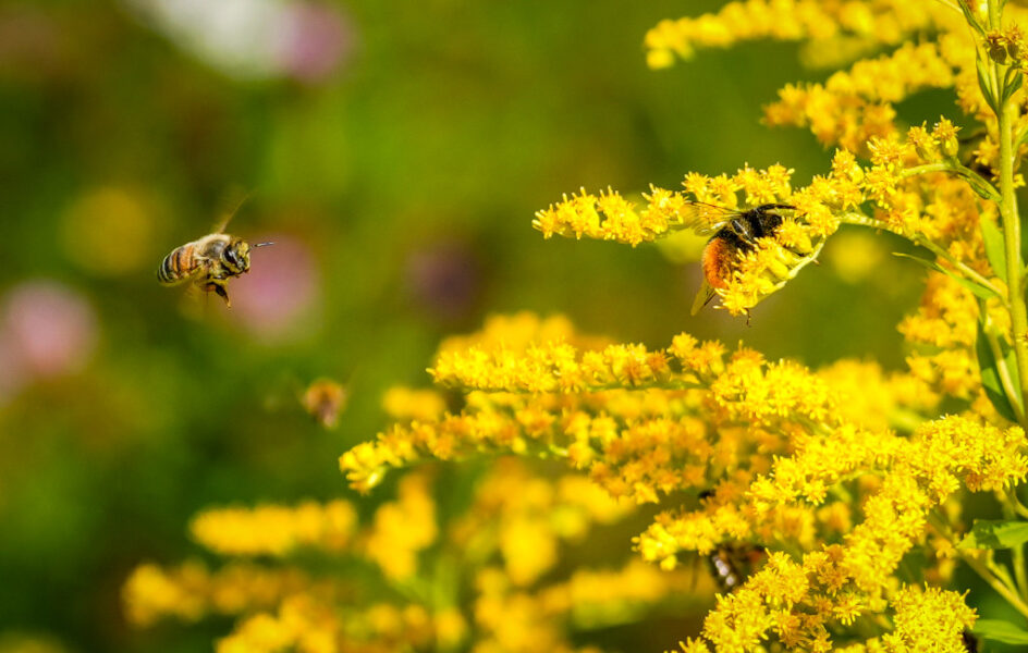 Två insekter.