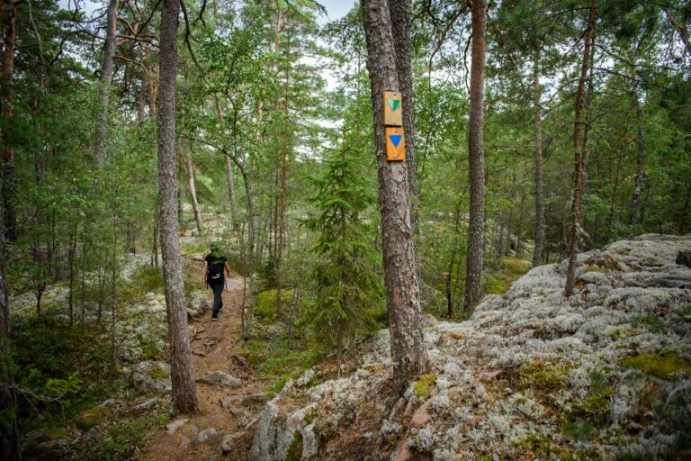 Vandring i skog.