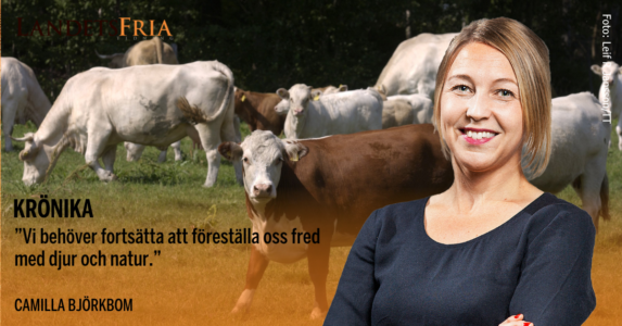 Kor på bete. Skribenten i förgrunden.