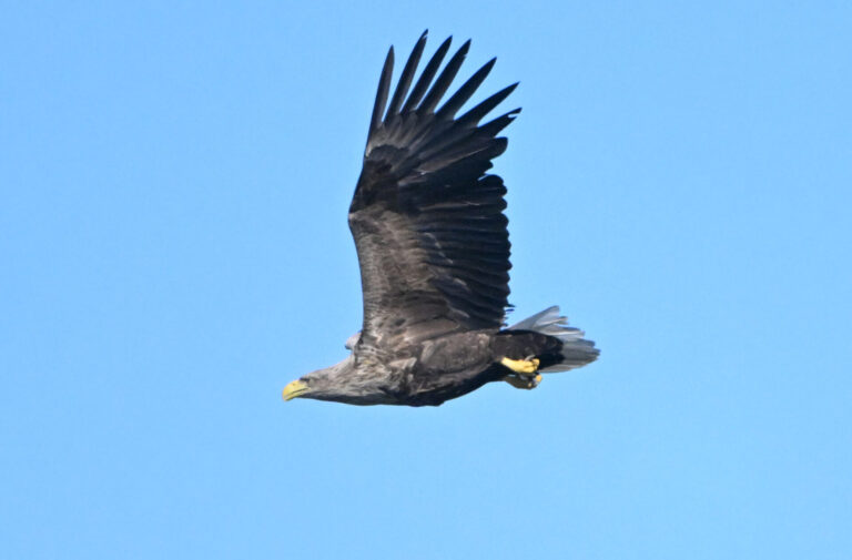 Havsörn