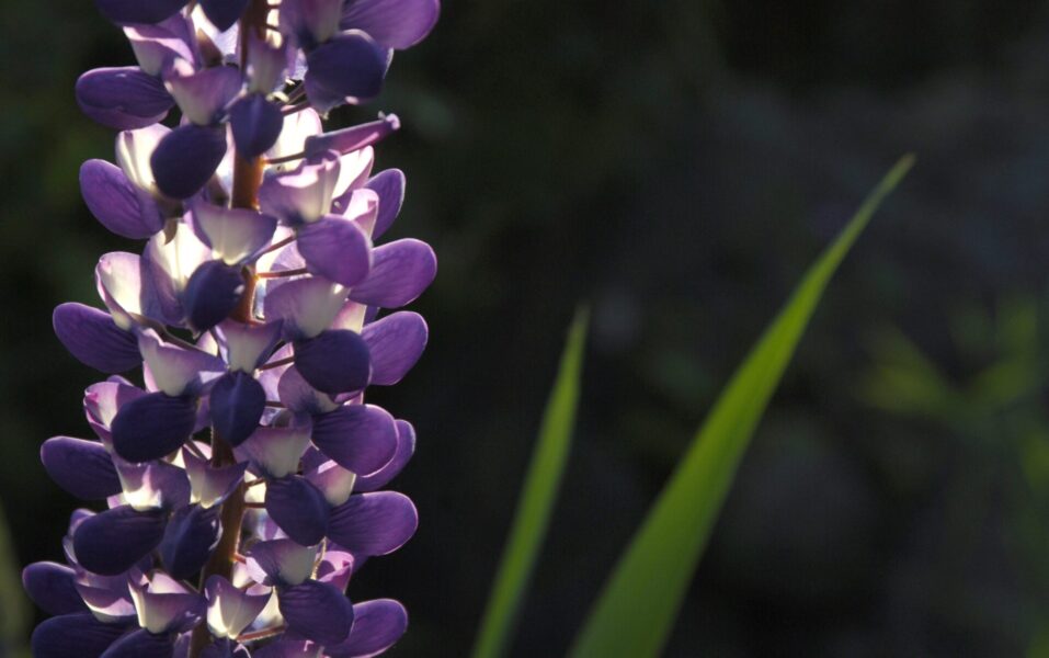 lupin.