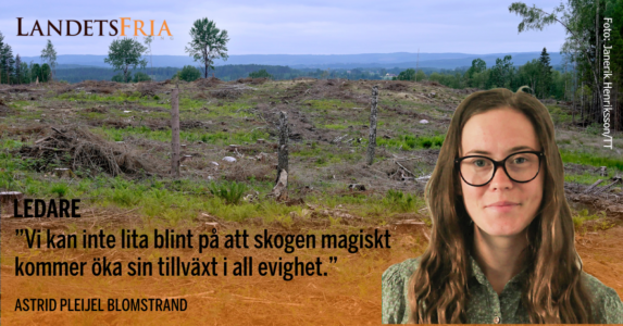 Kalhygge. Skribenten i förgrunden.