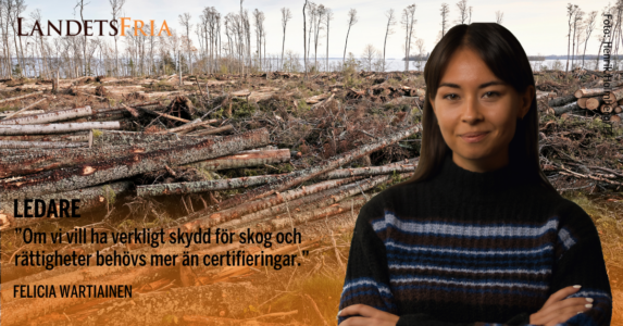 Avverkade träd. Skribenten i förgrunden.