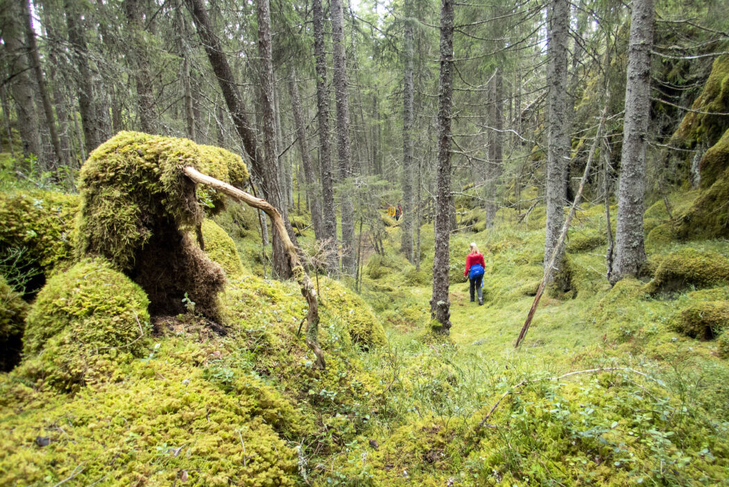 Skog