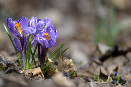 Krokus.
