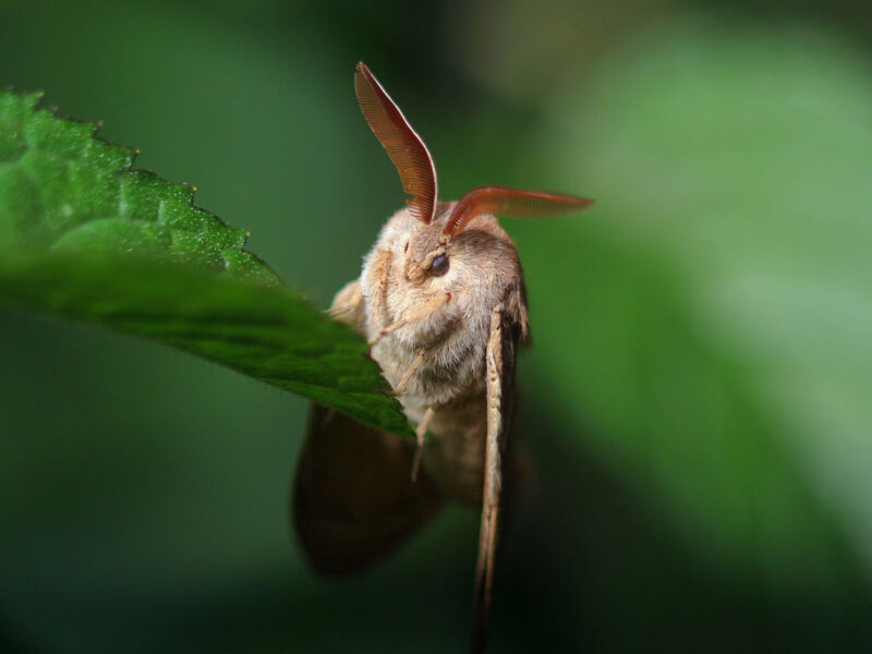Nattfjärilar är lika viktiga pollinatörer som sina mer färgsprakande kusiner dagfjärilarna, visar en ny metaanalys från Lunds universitet.