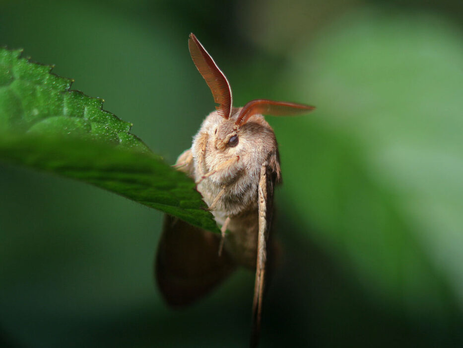 Nattfjärilar är lika viktiga pollinatörer som sina mer färgsprakande kusiner dagfjärilarna, visar en ny metaanalys från Lunds universitet.