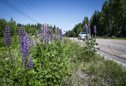 Lupiner i vägkant.