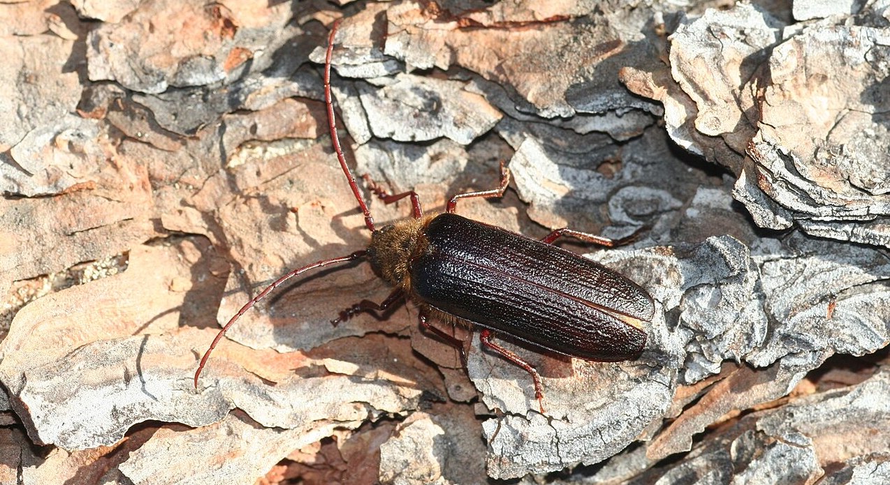 Raggbocken (Tragosoma depsarium) är rödlistad som nära hotad.