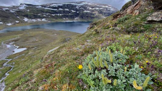 Växter i en sluttning.