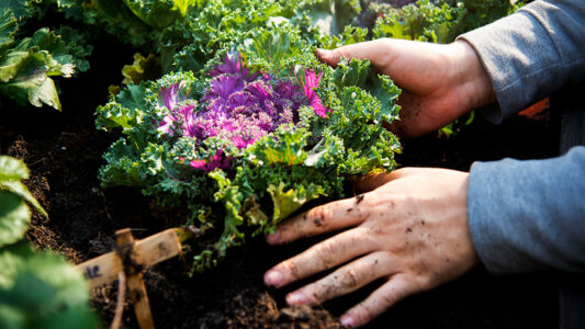 Händer som planterar.