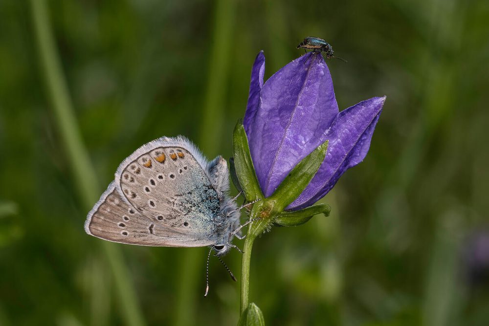 Fjäril på blomma.