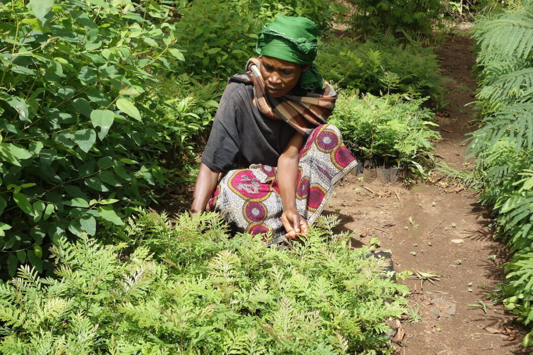 Skogsträdgårdsodlare i Lushoto, Tanzania.