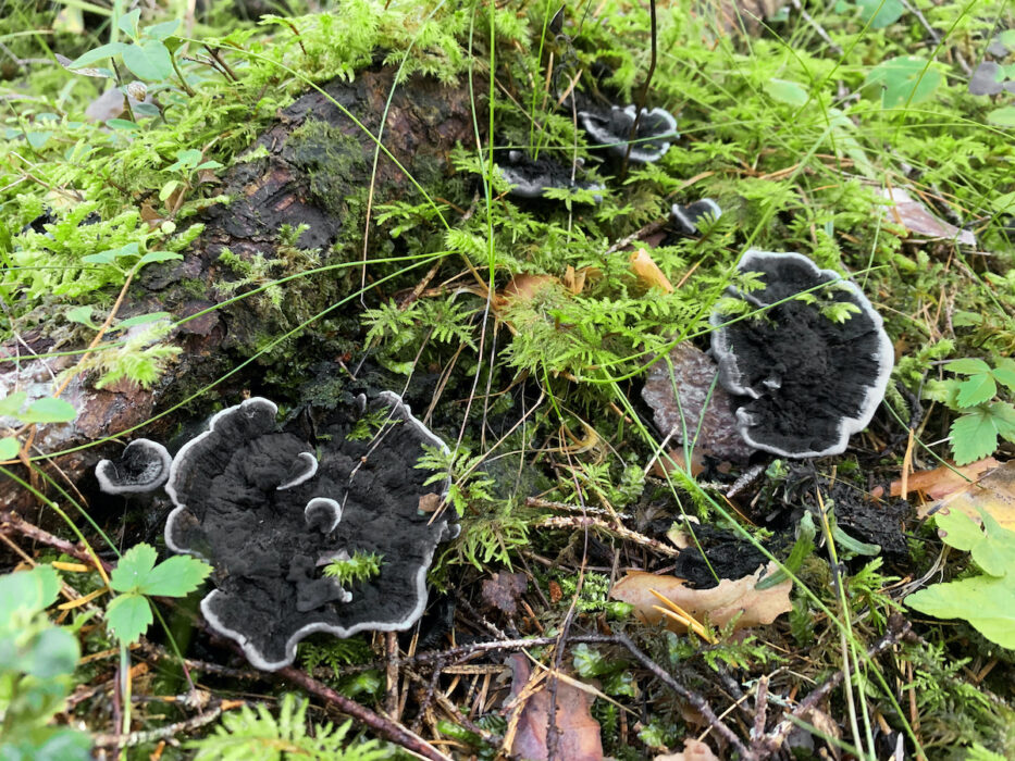 Svart taggsvamp tillhör artgruppen mykorrhizasvampar, som gynnas av att träd lämnas kvar vid avverkning.