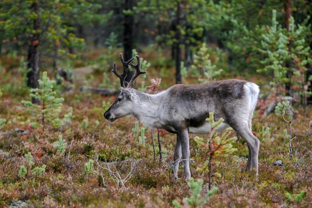 Vad är renbete värt? Vapsten sameby och mark- och miljödomstolen i Umeå har olika uppfattningar.