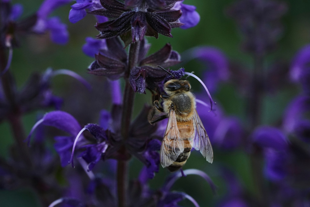 Bi på blåvioltt blomma.