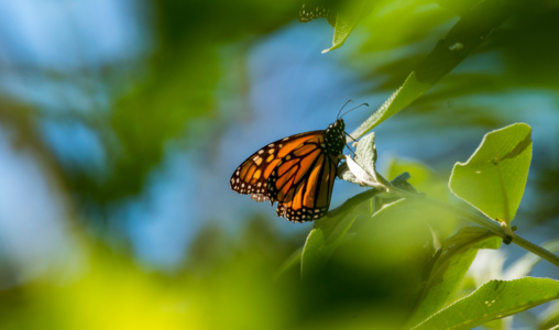 Orange fjäril på grönt löv.
