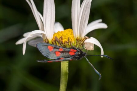 insekt på prästkrage