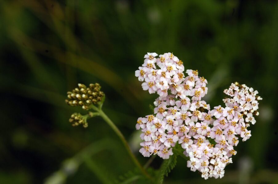 Röllekans namn betyder små rullar, och den heter så för att blomkorgarna ser ut så när de torkar.