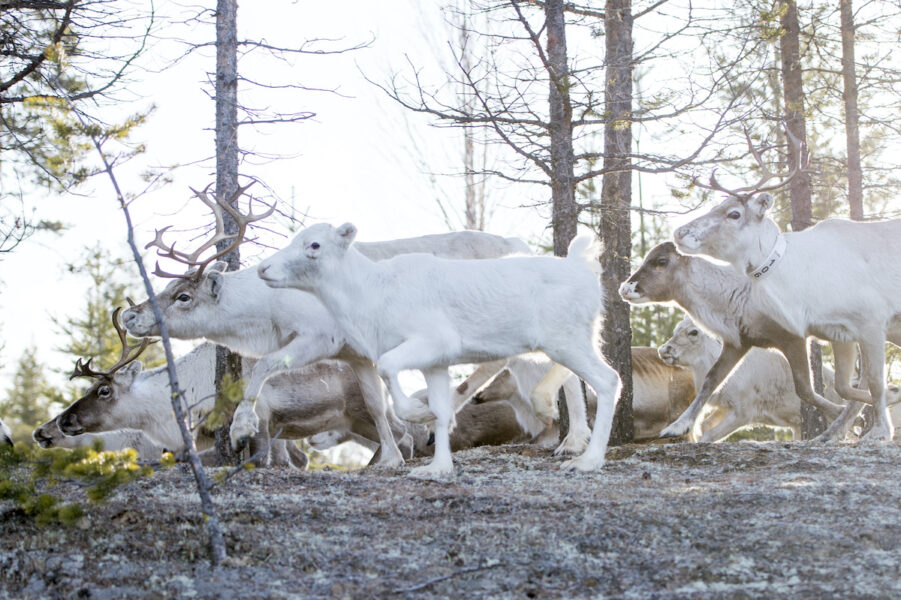 Omkring 2 000 renar nyttjar den berörda marken för bete.