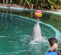 Delfin balanserar boll på nosen.