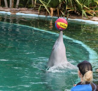 Delfin balanserar boll på nosen.