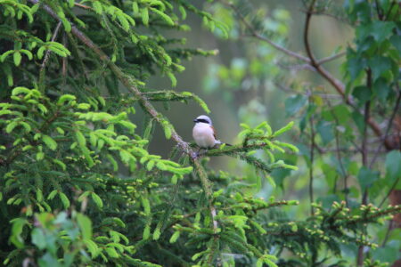 Liten fågel på gren
