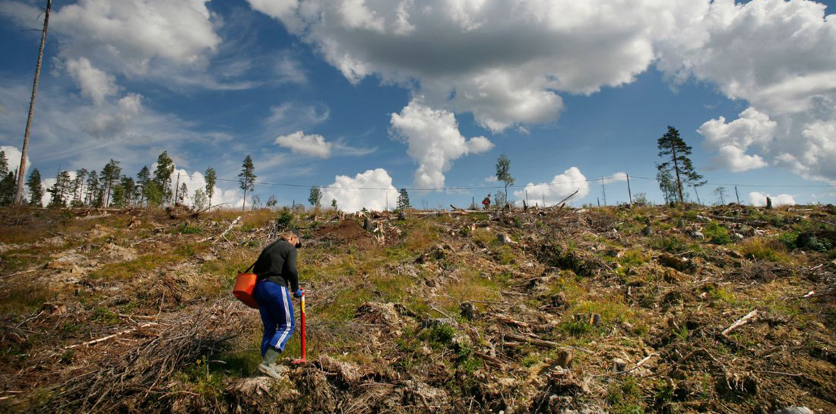 man planterar på kalhygge