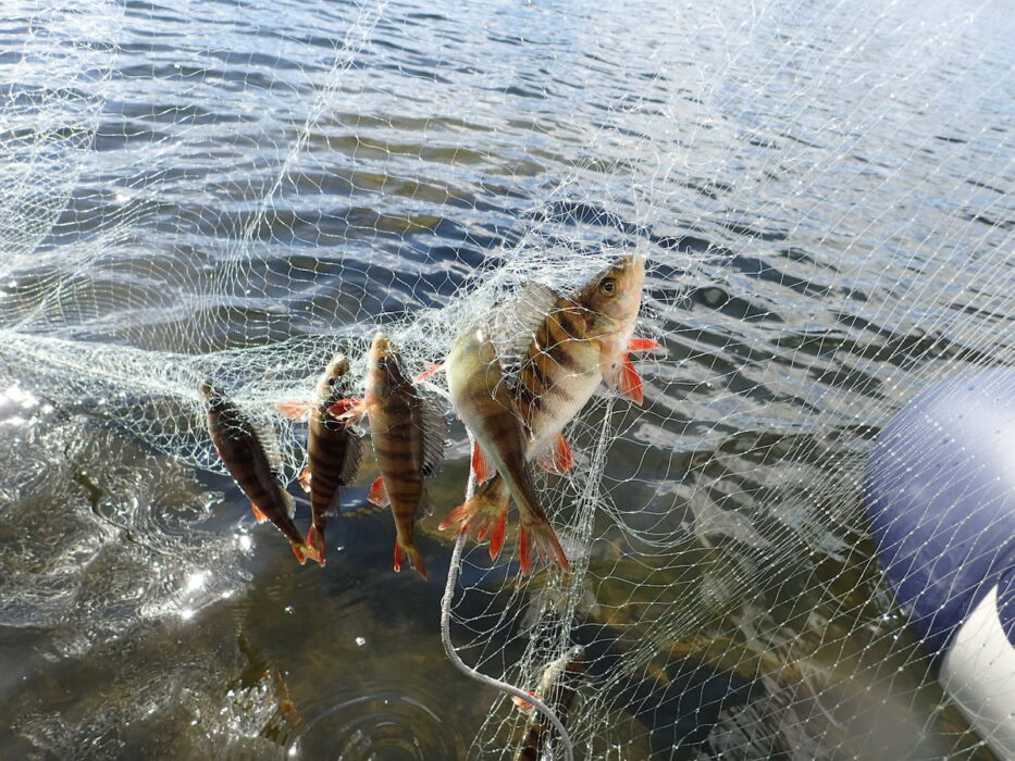 Abborrar från Vättern hör till de fiskar som provtogs i studien.