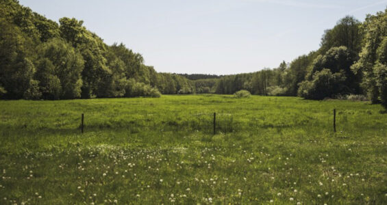 äng med skog i bakgrunden
