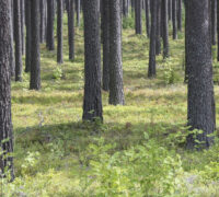 odlad skog med raka stammar