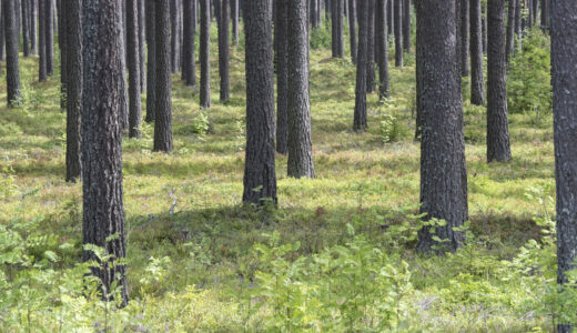 odlad skog med raka stammar