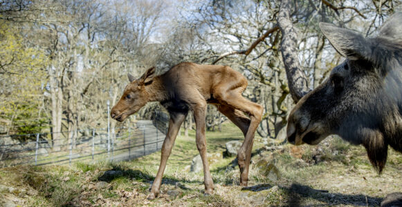 älgkalv betar i skogen