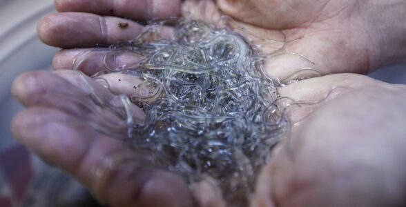 glasål i kupad hand