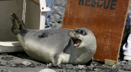 En frisläppt havssköldpaddsunge beger sig mot havet