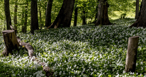 skogsglänta med blommor