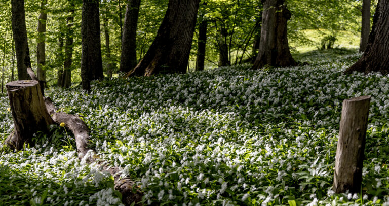 skogsglänta med blommor